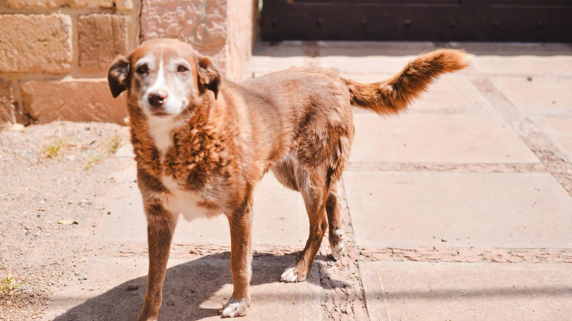 Perritos, perros callejeros (1)